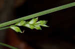 Lined sedge